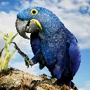 GEO-Doppelkarte »Stark gefährdet«