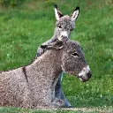 GEO-Doppelkarte »Wesenstreu«