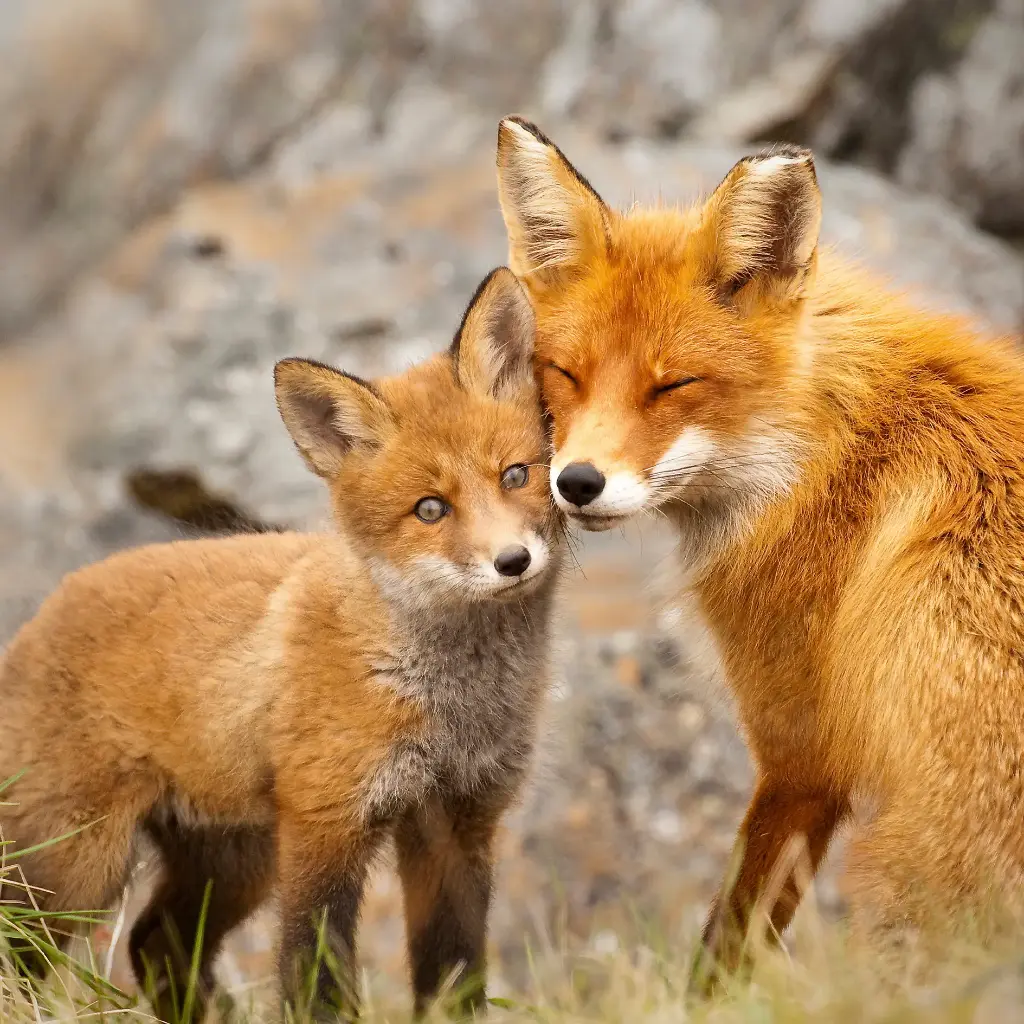 GEO-Doppelkarte »Füchse«