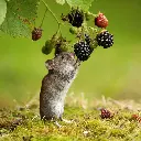 GEO-Doppelkarte »Rötelmaus«