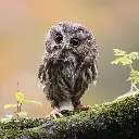 GEO-Doppelkarte »Eule«