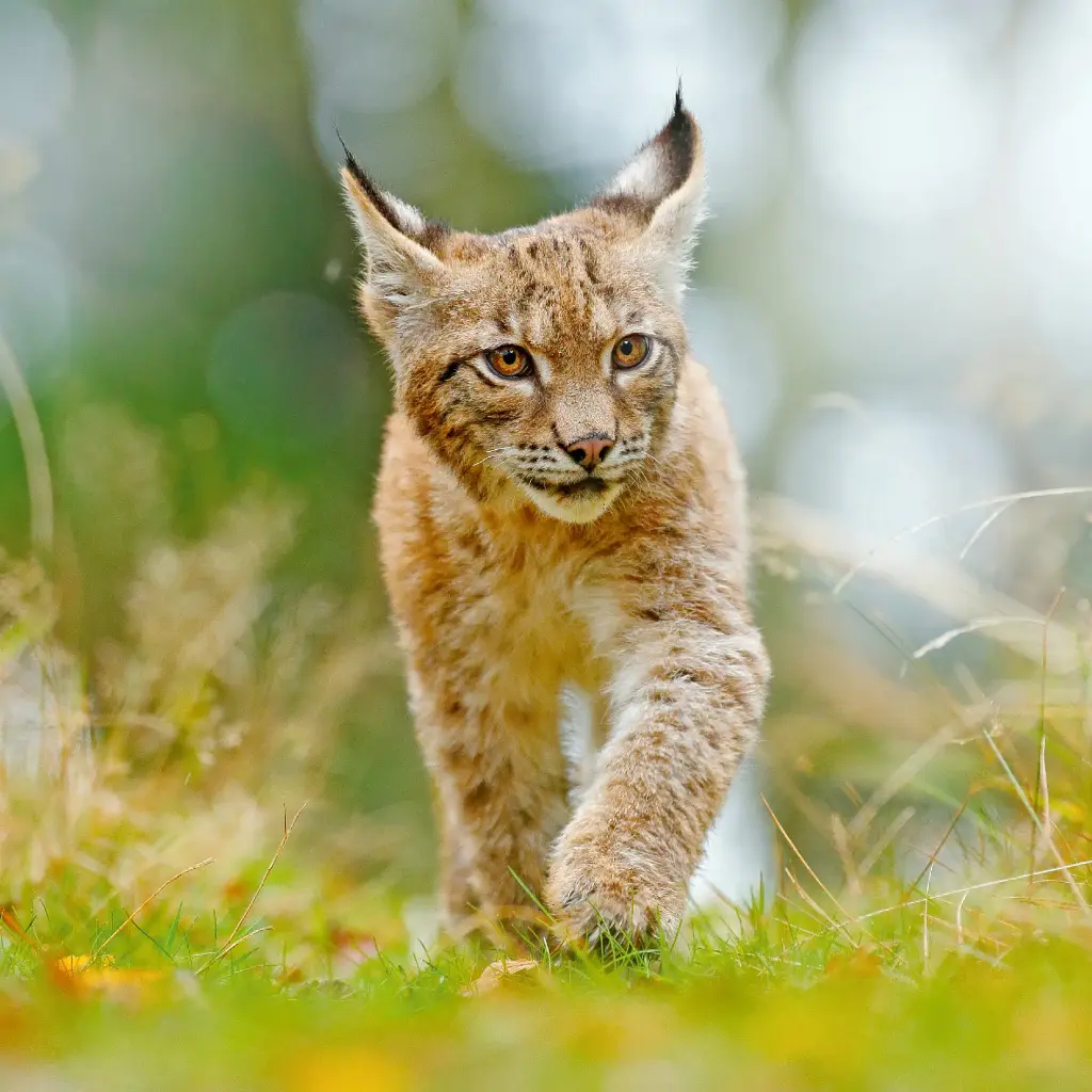 GEO-Doppelkarte »Luchs«