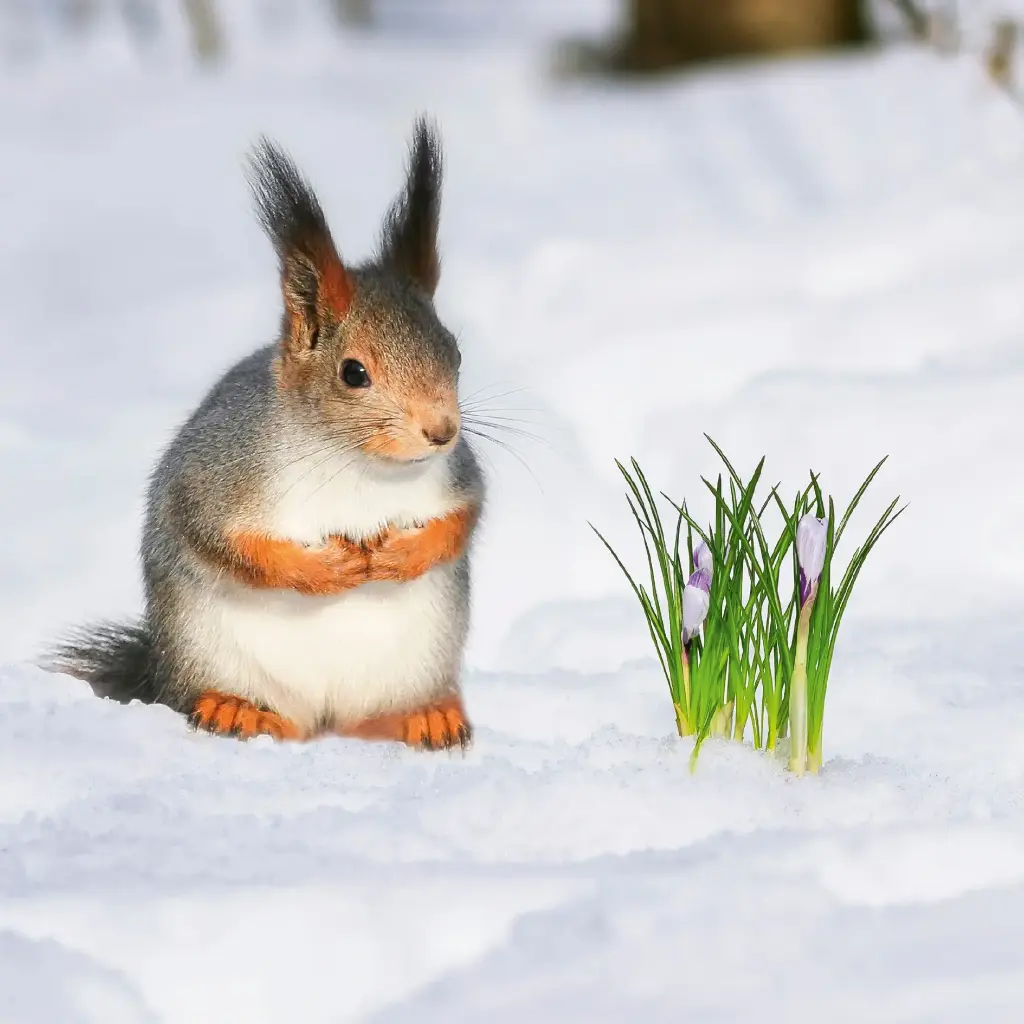 GEO-Doppelkarte »Eichhörnchen im Winter«