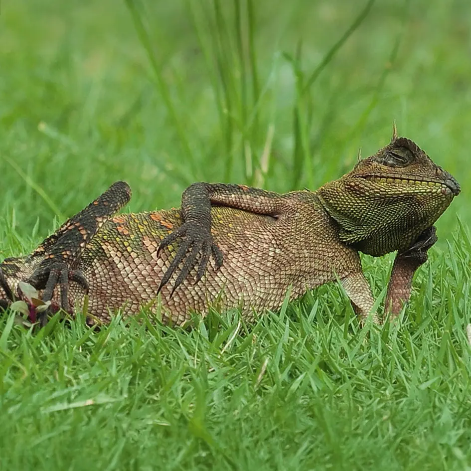 GEO-Doppelkarte »Chamäleon«