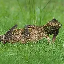 GEO-Doppelkarte »Chamäleon«