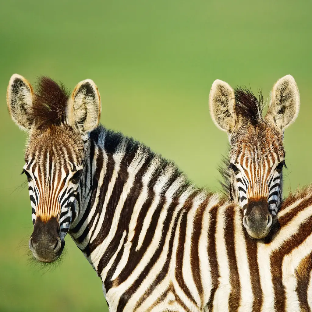 BK-Doppelkarte »Burchell’s Zebra«