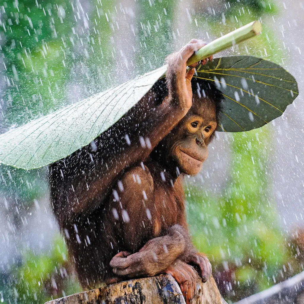 BK-Doppelkarte »Orang-Utan im Regen«