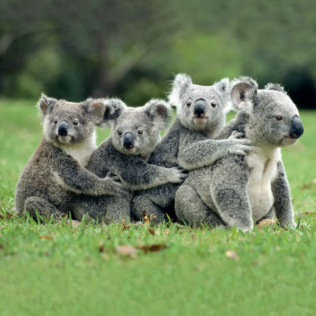 BK-Doppelkarte »Koala-Gruppe«