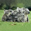 BK-Doppelkarte »Koala-Gruppe«