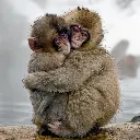 BK-Doppelkarte »Japanmakaken«