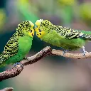 BK-Doppelkarte »Wellensittiche«