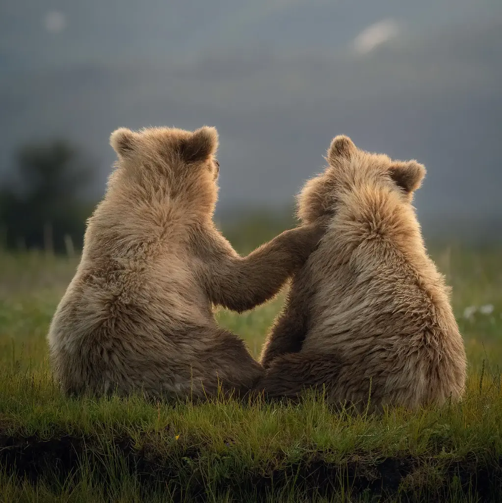 BK-Doppelkarte »Braunbären«