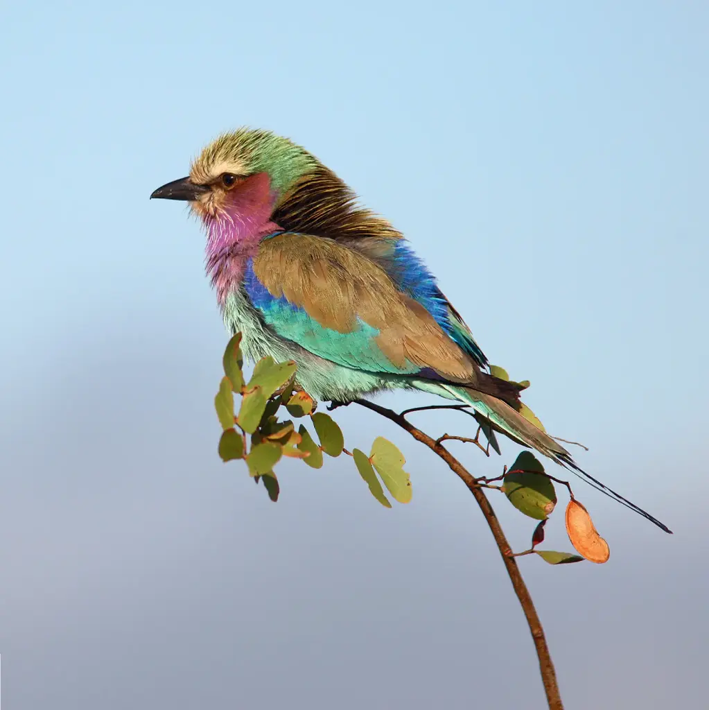 BK-Doppelkarte »Bunter Vogel«