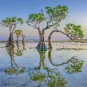 BK-Doppelkarte »Mangroven«