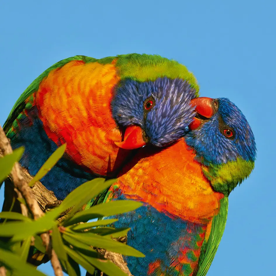 BK-Doppelkarte »Papageienpaar«