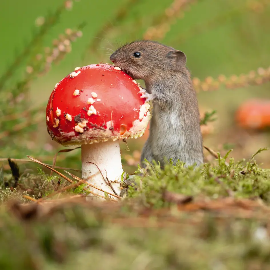 BK-Doppelkarte »Maus am Pilz«