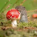 BK-Doppelkarte »Maus am Pilz«