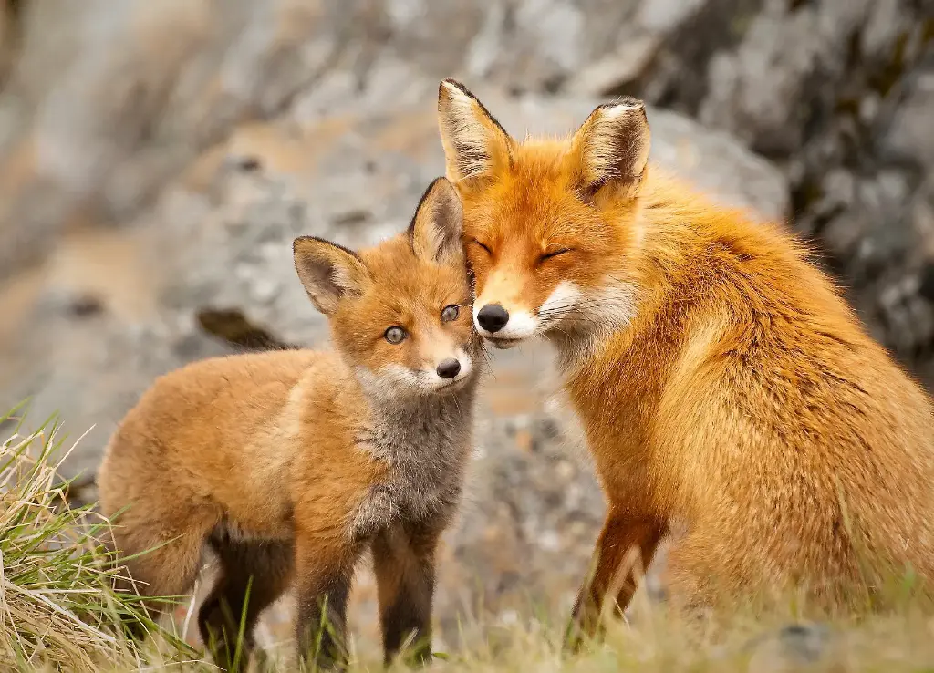 GEO-A6-Postkarte »Füchse«