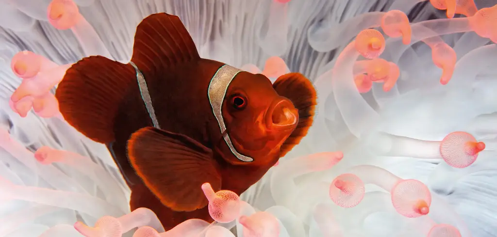 BK-XXL-Planet Ozean-Postkarte »Samtanemonenfisch in seiner Wirtsanemone«