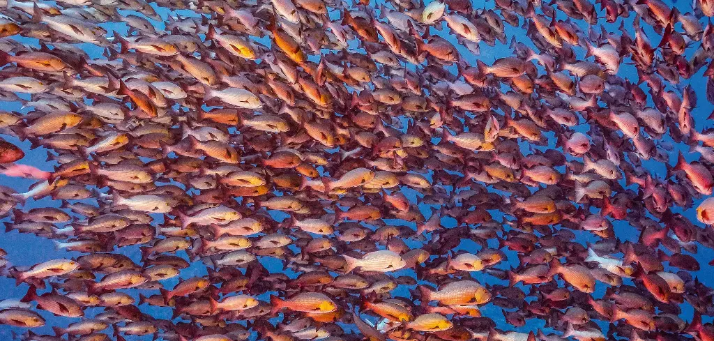 BK-XXL-Planet Ozean-Postkarte »Schnapperschwarm«