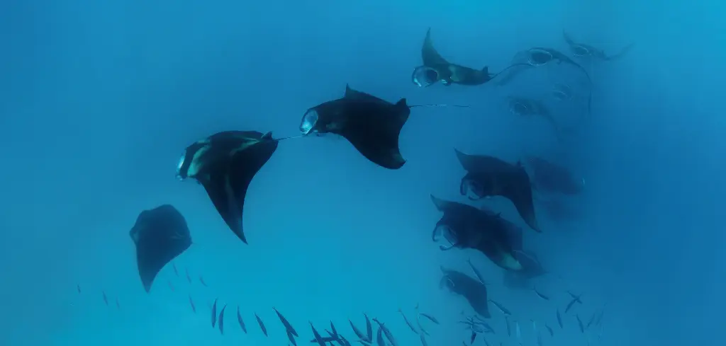 BK-XXL-Planet Ozean-Postkarte »Riff-Mantarochen beim Filtrieren von Plankton«