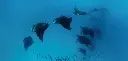 BK-XXL-Planet Ozean-Postkarte »Riff-Mantarochen beim Filtrieren von Plankton«