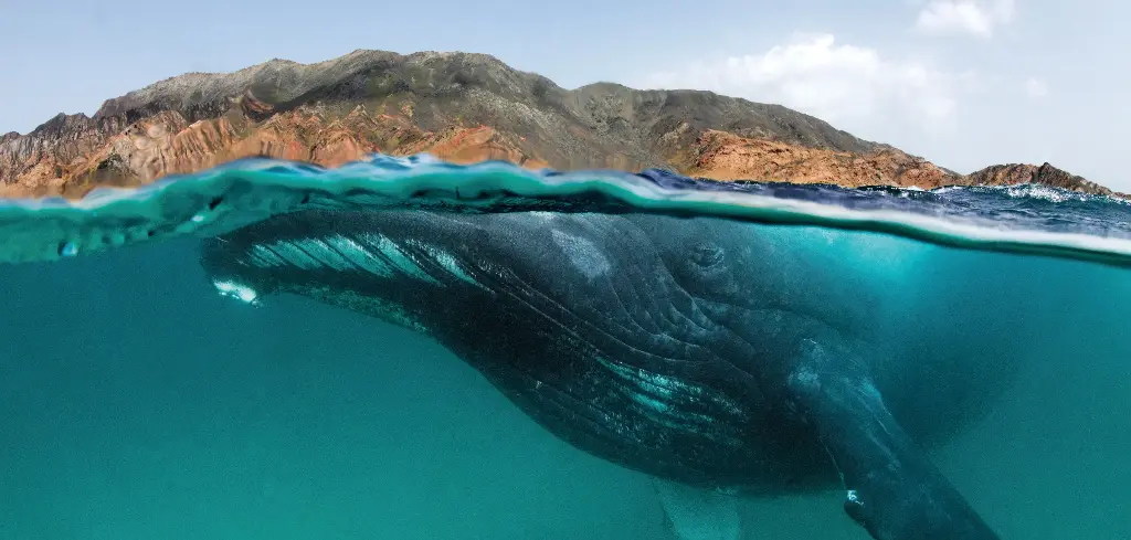 BK-XXL-Planet Ozean-Postkarte »Buckelwal vor einer Insel im Süden des Sultanats Oman«