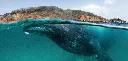 BK-XXL-Planet Ozean-Postkarte »Buckelwal vor einer Insel im Süden des Sultanats Oman«