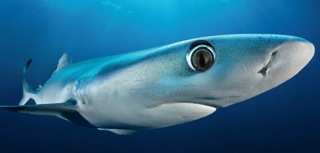 BK-XXL-Planet Ozean-Postkarte »Lorenzinische Ampullen (Poren) eines Blauhais«