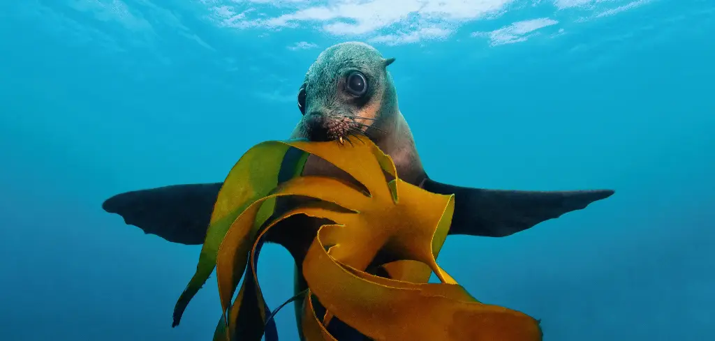 BK-XXL-Planet Ozean-Postkarte »Südafrikanischer Seebär mit einem Stück Kelpwald«