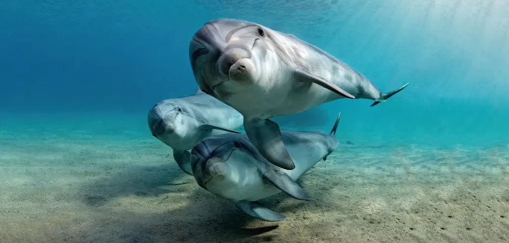 BK-XXL-Planet Ozean-Postkarte »Große Tümmler schwimmen über Sandboden«