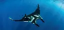 BK-XXL-Planet Ozean-Postkarte »Pelagischer Mantarochen, Mexiko«