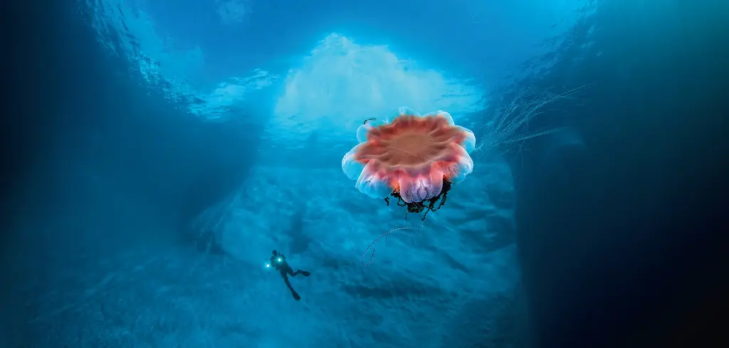 BK-XXL-Planet Ozean-Postkarte »Löwenmähne (Qualle) vor einem Eisberg in Grönland«