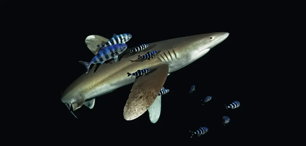 BK-XXL-Planet Ozean-Postkarte »Weißspitzen-Hochseehai bei Nacht in Ägypten«