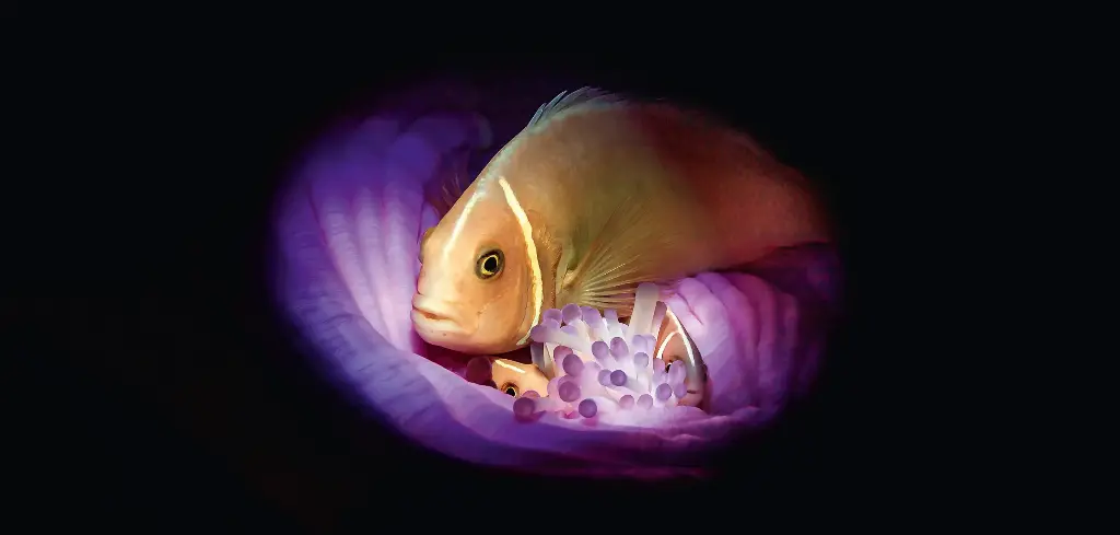 BK-XXL-Planet Ozean-Postkarte »Halsband-Anemonenfisch mit Nachwuchs in einer Anemone«