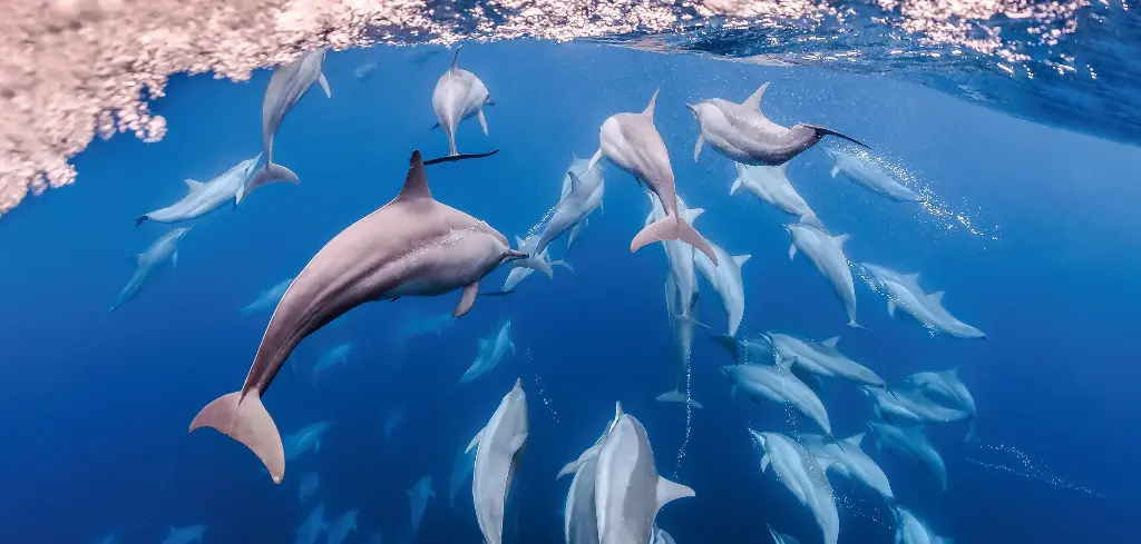 BK-XXL-Planet Ozean-Postkarte »Schule von Ostpazifischen Delfinen, Raja Ampat, Indonesien«