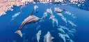 BK-XXL-Planet Ozean-Postkarte »Schule von Ostpazifischen Delfinen, Raja Ampat, Indonesien«