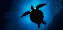BK-XXL-Planet Ozean-Postkarte »Karettschildkröte im Gegenlicht, Tahiti«