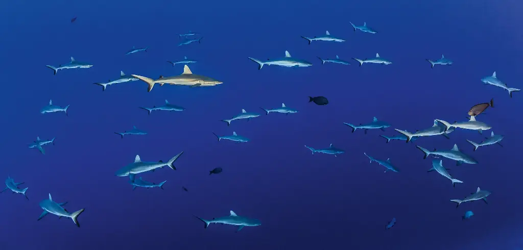 BK-XXL-Planet Ozean-Postkarte »Schwarm von Grauen Riffhaien, Malediven«