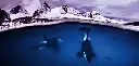 BK-XXL-Planet Ozean-Postkarte »Orcas unter der Oberfläche, Norwegen«