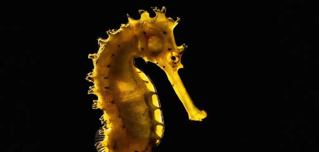 BK-XXL-Planet Ozean-Postkarte »Langschnäuziges Seepferdchen, Indonesien«