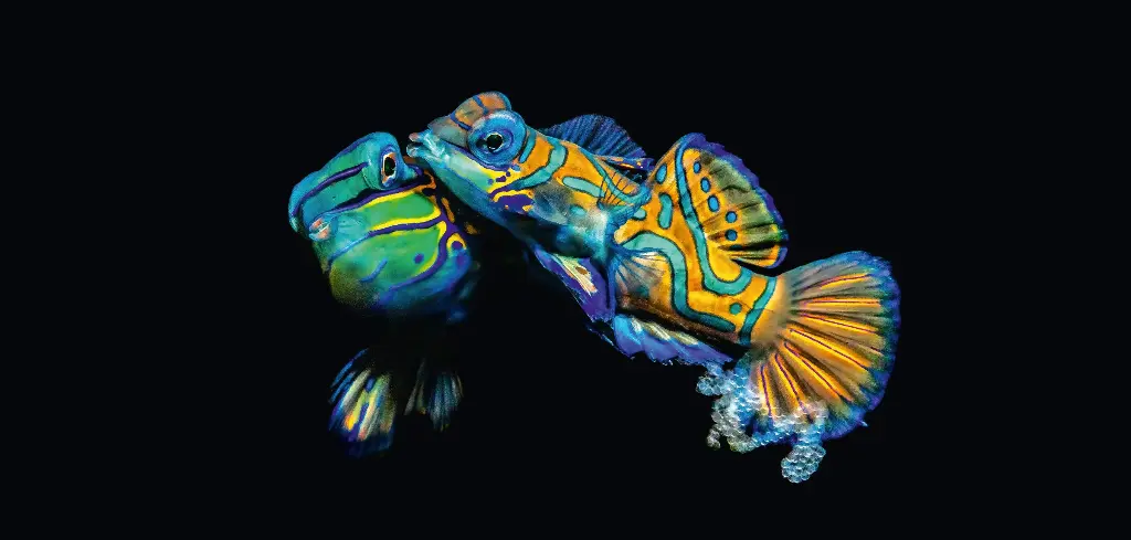 BK-XXL-Planet Ozean-Postkarte »Mandarinfische während der Paarung/Eiablage, Indonesien«