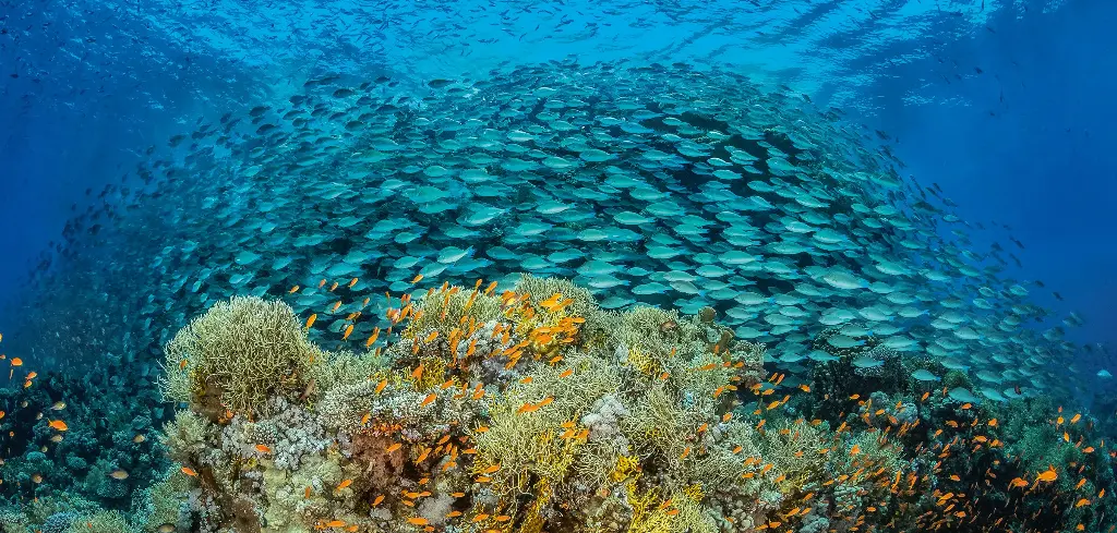 BK-XXL-Planet Ozean-Postkarte »Schule von Papageifischen vor Riff in Ägypten«