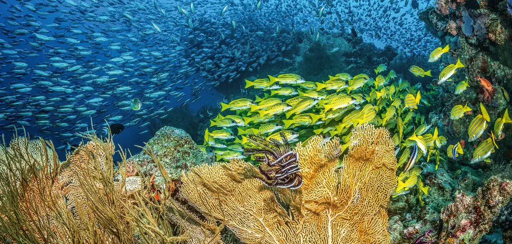 BK-XXL-Planet Ozean-Postkarte »Korallen und Fische, Malediven«