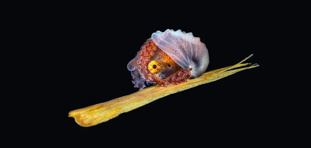 BK-XXL-Planet Ozean-Postkarte »Papierboot (Argonaut) auf einem Palmblatt, Philippinen«