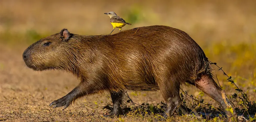 GEO-XXL-Postkarte »Wasserschwein mit Vogel«