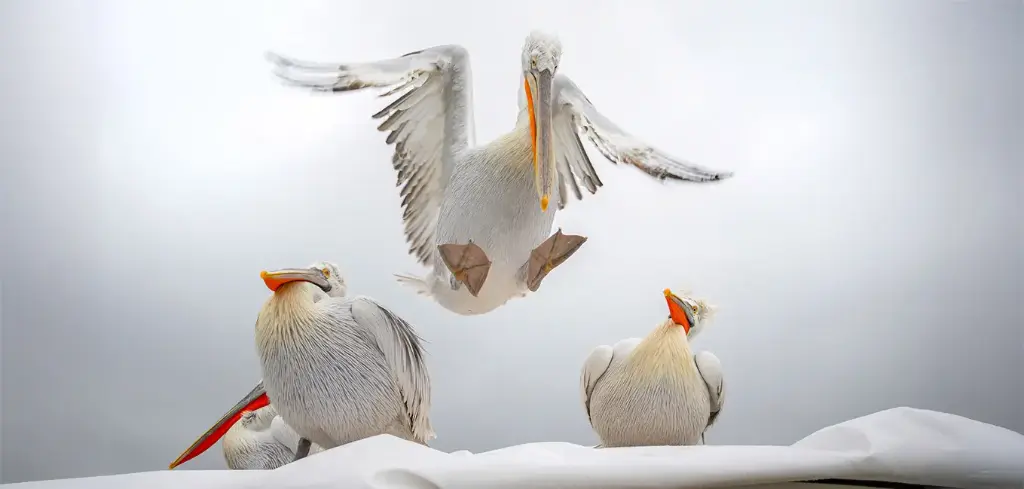 GEO-XXL-Postkarte »Krauskopf-Pelikane«