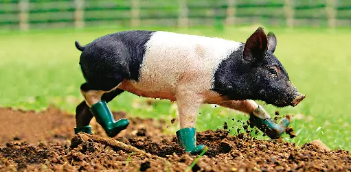 [GEO-XXL-211208] GEO-XXL-Postkarte »Unschweinisch«