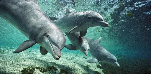 [GEO-XXL-211256] GEO-XXL-Postkarte »Scheinlächeln«