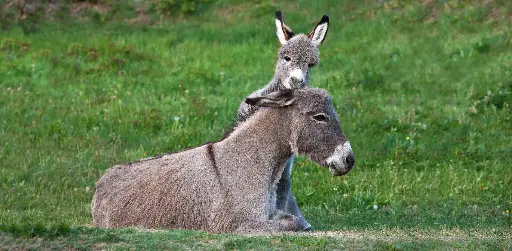 [GEO-XXL-211368] GEO-XXL-Postkarte »Wesenstreu«